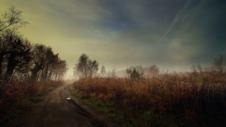 Fog - tree, fog, nature, mist