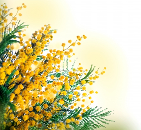 Mimosa - flowers, mimosa, spring, yellow