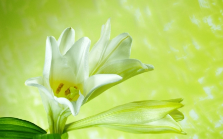 White Lilly - white, lilly, nature, green, leaves, flower