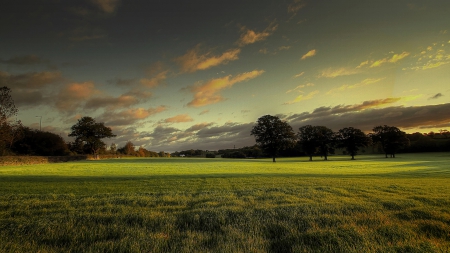 Grass - sky, tree, nature, grass