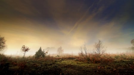 Fog - tree, fog, nature, mist