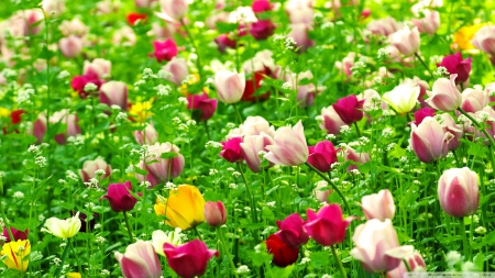 Beautiful Tulips Fields - flowers, tulips, white, yellow, fields, red, green, colors of nature