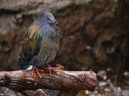 Umbrella please - bird, rocks, branch, rain