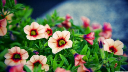 Beautiful flower bokeh - white, nature, bokeh, green, flowers, colors