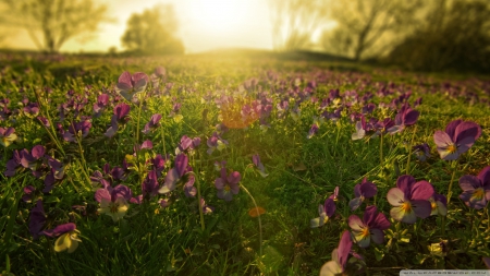 Sunlight through pansies - fields, sunlight, flower, sun