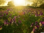 Sunlight through pansies