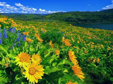 Field of flowers - summer, meadow, landscape, beautiful, flowers, wildflowers, leaves, shore, lake, sky, sunflowers, lovely, field, nature