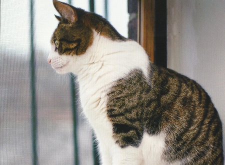 Cat - feline, window, cute, paws, cat