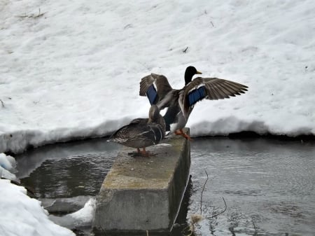 mallard ducks - ducks, winter, mallard, pond, maturing mallards from the ahacent