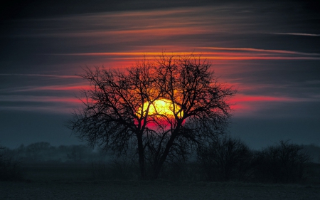 Sunset - nature, glow, tree, sunset