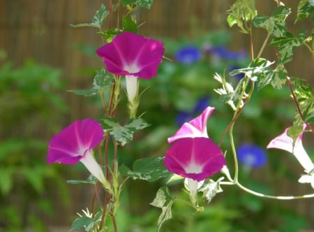 Morning Glory - summer, flower, morning glory, pink, nature, blue, green