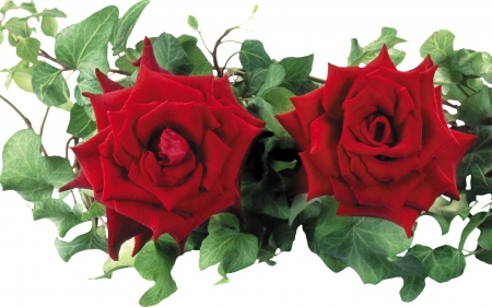 Red roses - white, red, green, rose, flower