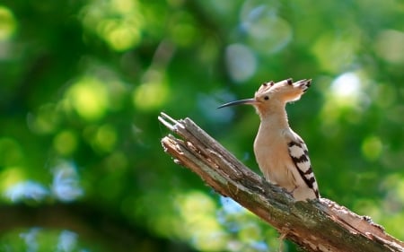 Hoopoe - bird, green, wood, hoopoe, forest