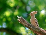 Hoopoe