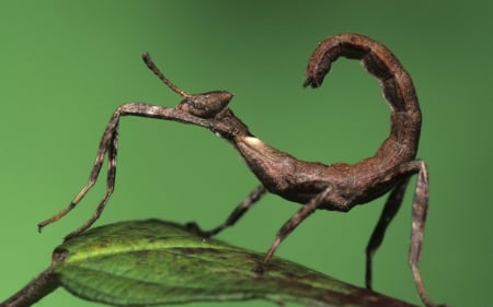 The praying mantis as The Scorpio - tail, insect, green, leaf, funny, praying mantis, scorpio