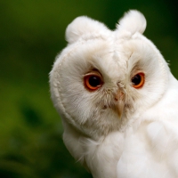 Cute owl