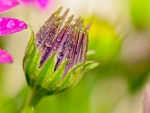 Flower bud