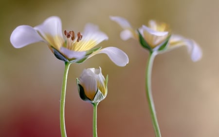 Flowers - white, flower, petals, beauty, yellow, macro, green