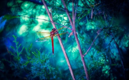 Dragonfly - purple, blue, red, green, wings, insect, pink, dragonfly