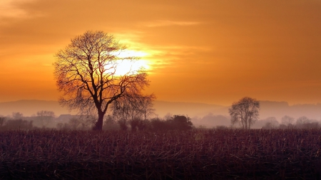 A New Day - clouds, splendor, landscape, sunrise, grass, morning, tree, nature, field, sun, sky