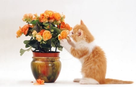 kitten playing with flowers - animals, cats, flowers, playing, kitten