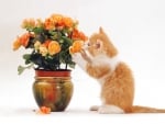 kitten playing with flowers