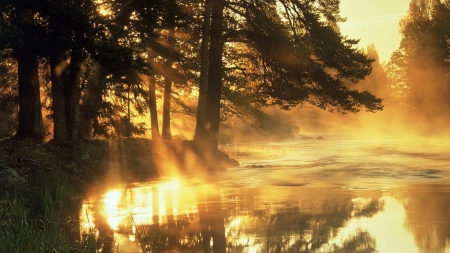 golden morning - morning, river, sunbeams, fog, trees