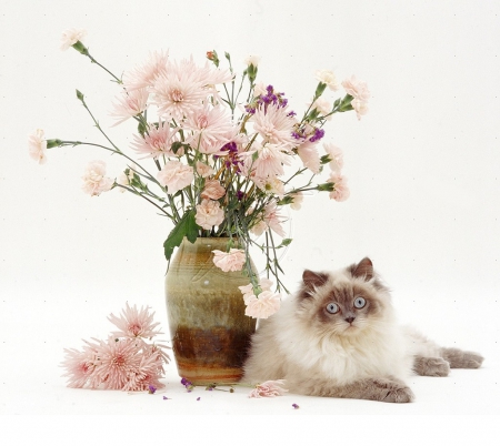 Cat with vase of flowers - flowers, vase, cats, animals