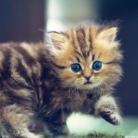 cute funny kitten