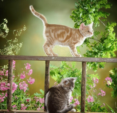 kittens on a wooden ladder - animals, kittens, wooden ladder, cats