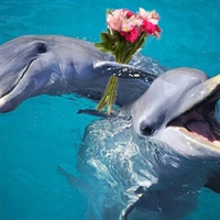 Dolphins in Love