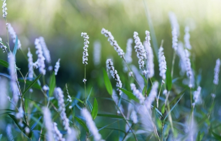 Field - Grass, Field, Flower, Blue