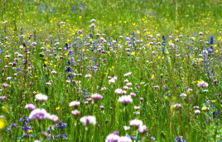 Field - field, garden, grass, flower