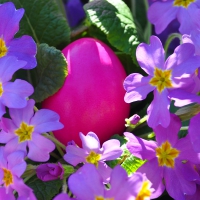 Easter Egg and Flowers