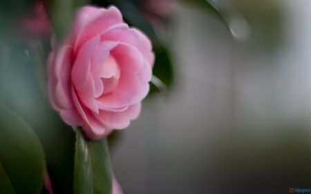 Camellia - pink camellia, camellia, pink, flowers, flower