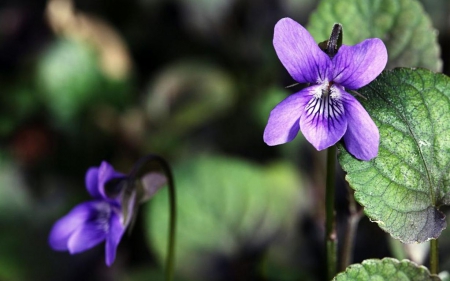 Violet - photography, wallpaper, spring, violet, nature, hd, abstract, purple, macro, petals, flowers, grass