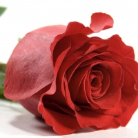 To My Friend Adi