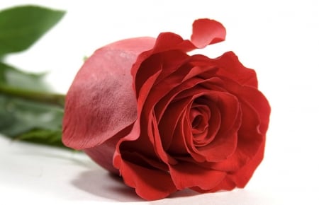 To My Friend Adi - gift, rose, friend, flower