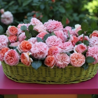 Basket Of Pink Flowers