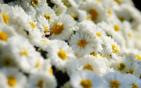 Chrysanthemums - white, chrysanthemum, white chrysanthemums, flowers, chrysanthemums, flower