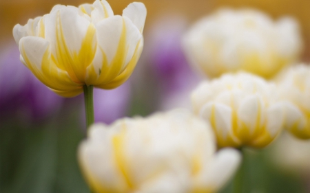 Tulips - flowers, tulips, white, yellow, focus, spring, flower, tulip