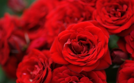 Roses - bouquets, roses, red flowers, bouquet, rose, red, flowers, red flower, red roses, flower, red rose