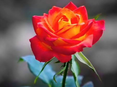 Fiery beauty - rose, gold, flower, red