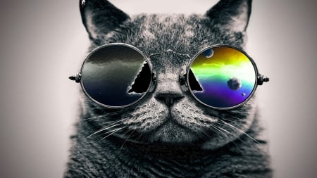 sunglasses - face, smile, kitty, grey