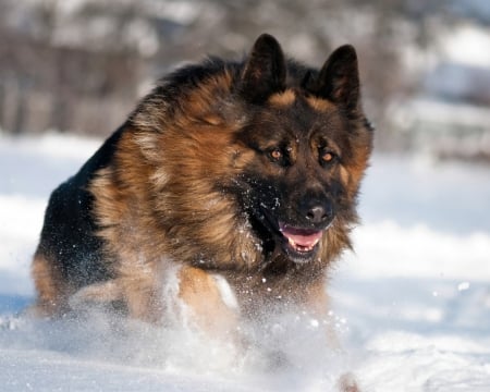 shepherd in the snow - alone, cold, runs, fast