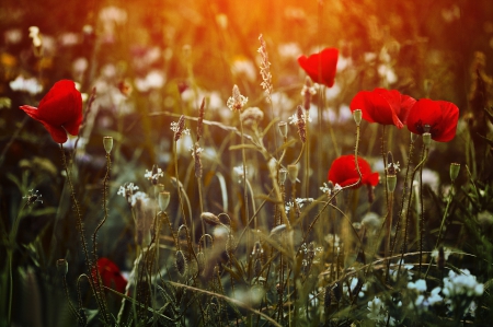 Summer Flowers - daisies, blossoms, white, poppies, red