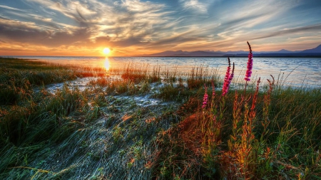 sunset over grassy lakeshore hdr - lake, shore, hdr, flowers, sunset, grass