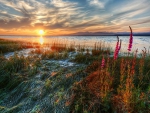 sunset over grassy lakeshore hdr