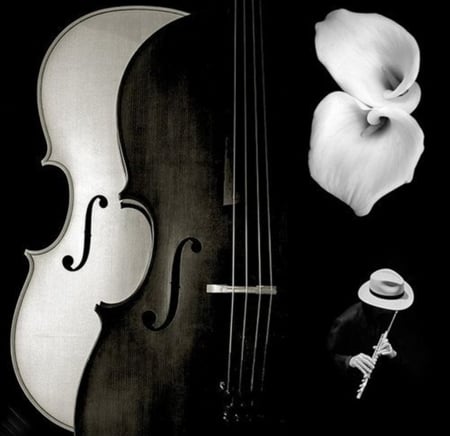 violins - abstract, black, collages, white, violins