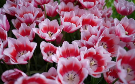 Tulips - flowers, tulips, white, white and pink, many, flower, pink, tulip